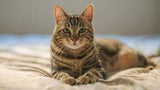 CatDemo
