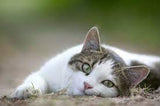 CatDemo