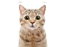 CatDemo