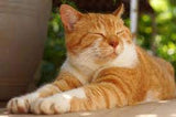 CatDemo